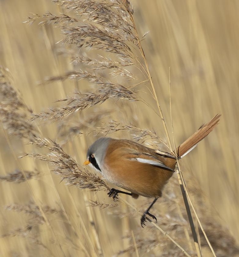 Baardmannetje110221A