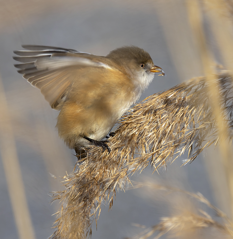 Baardmannetje110221E