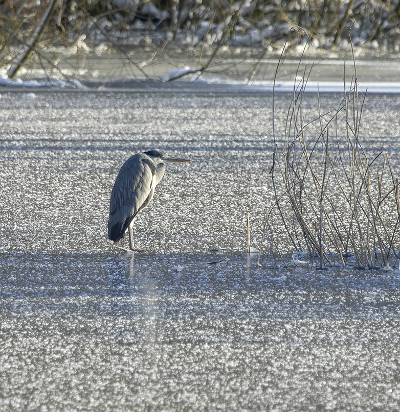 Blauwereiger110221