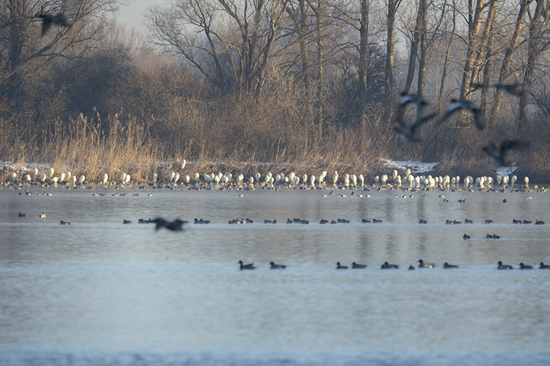 Grotezilverreigers110221A