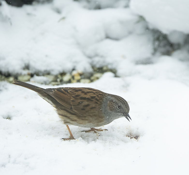 Heggenmus070221