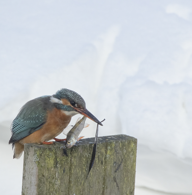 IJsvogel090221E