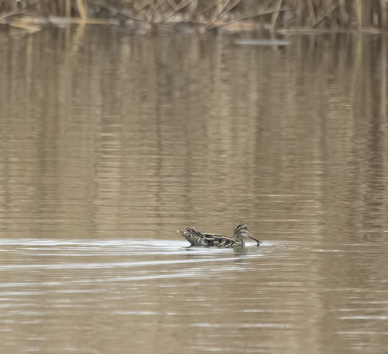 Watersnip050221