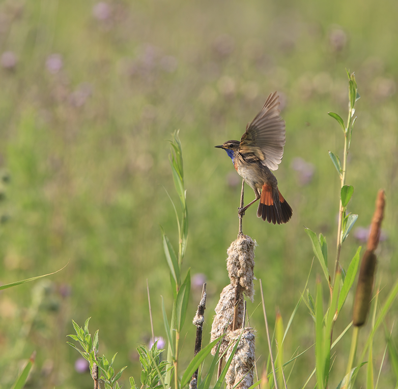 Blauwborst010710E