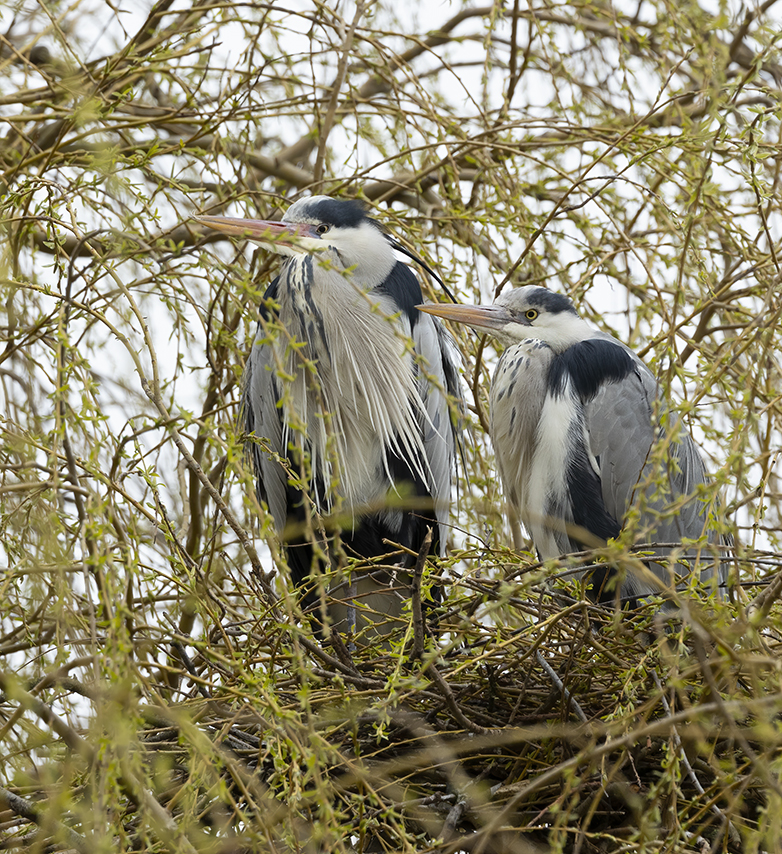 Blauwereigers180321