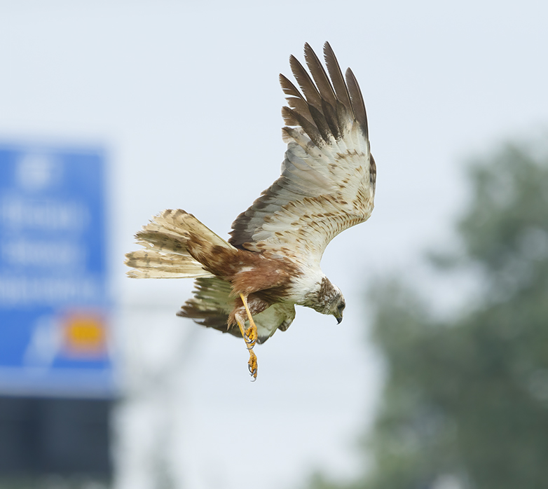 Bruinekiekendief130715F