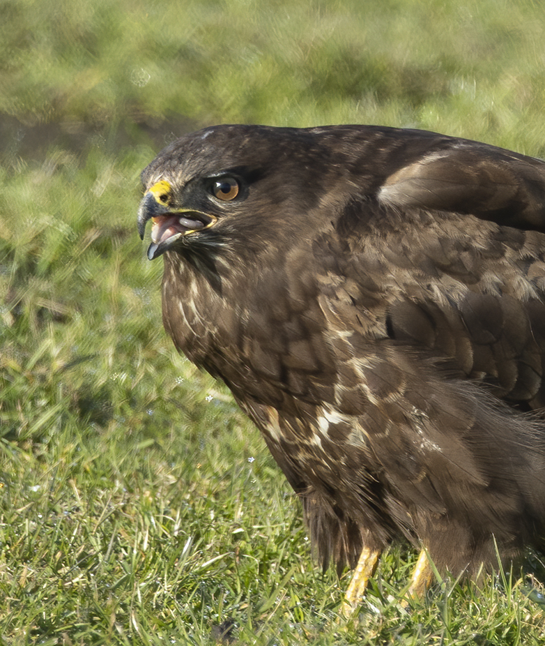 Buizerd060321