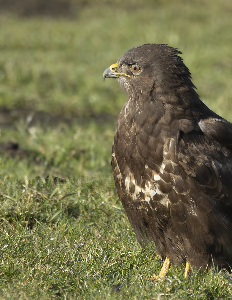 Buizerd060321B