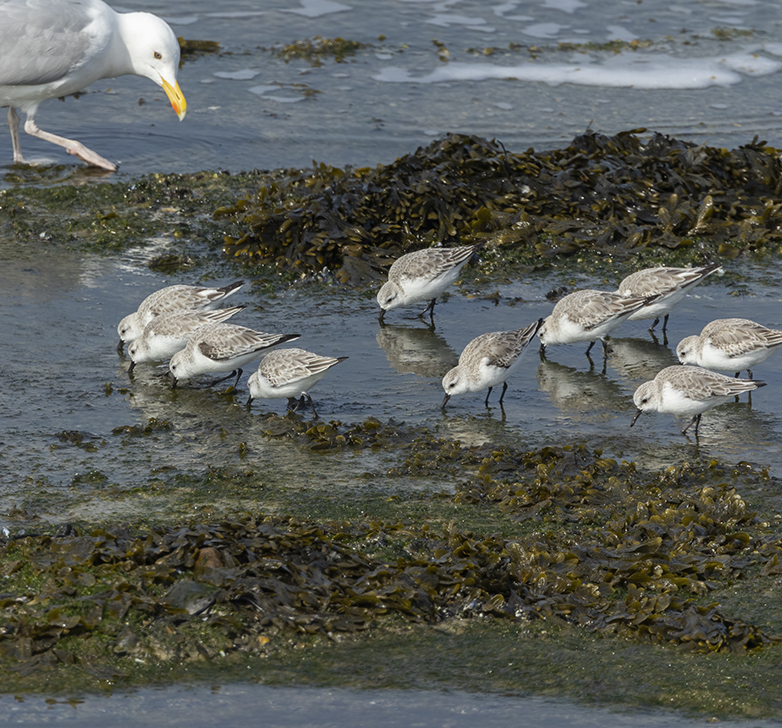 Drieteenstrandlopers240321