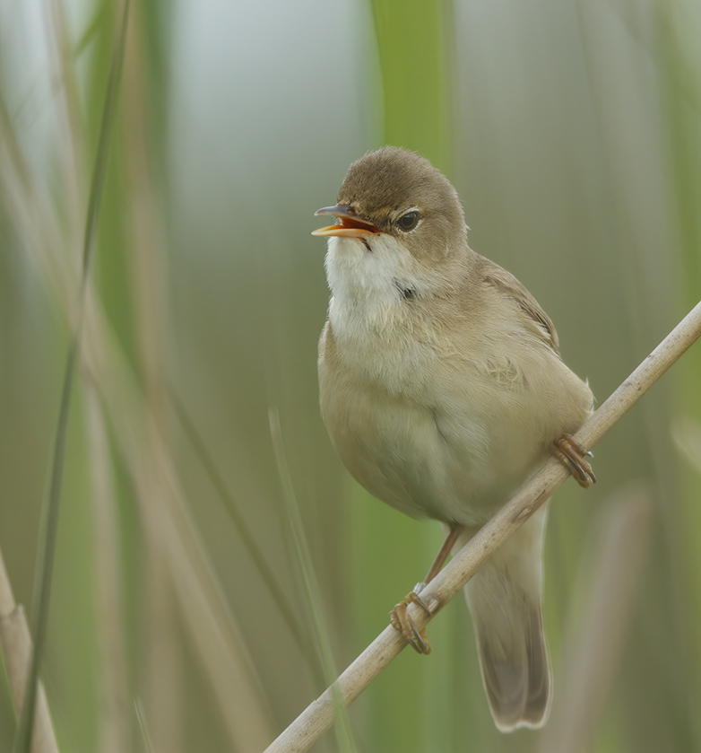 Kleinekarekiet220518A