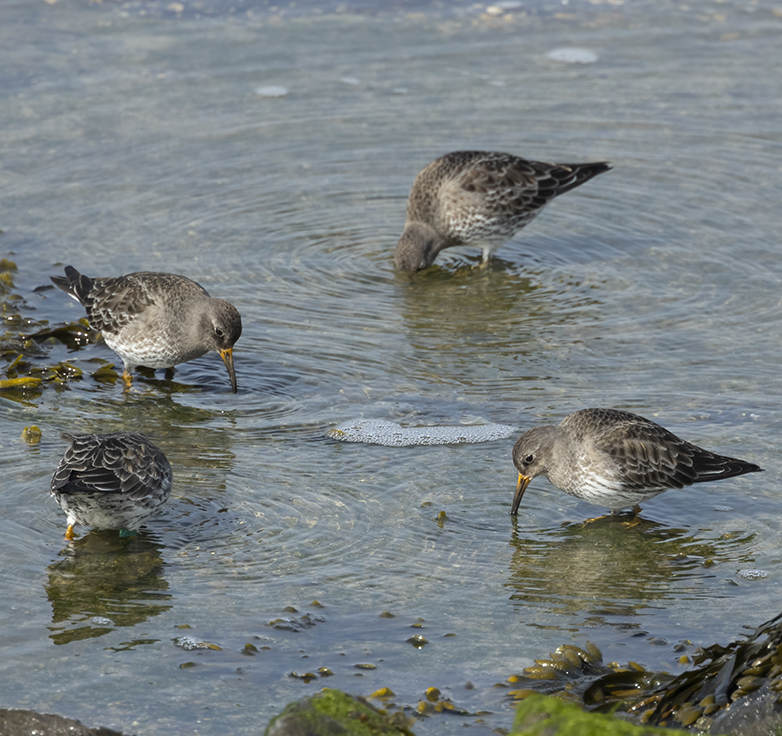 Paarsestrandlopers240321