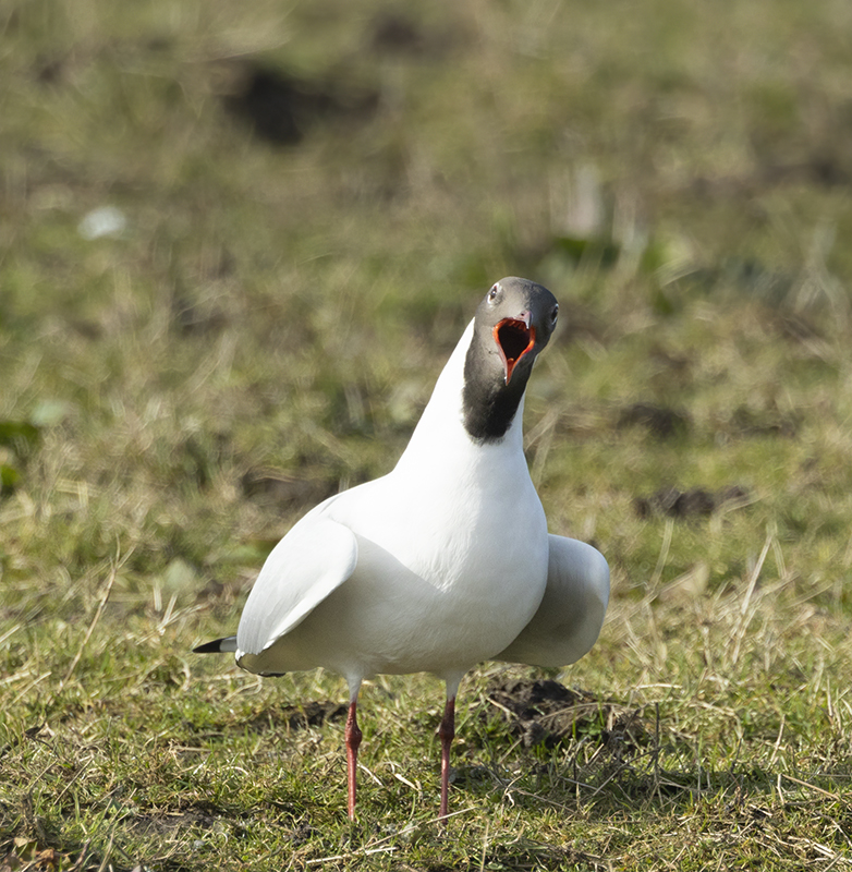 Kokmeeuw190321A