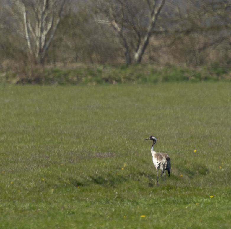 Kraanvogel240421