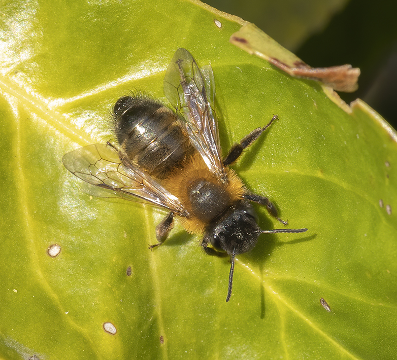 Zwartbronzenzandbij180421