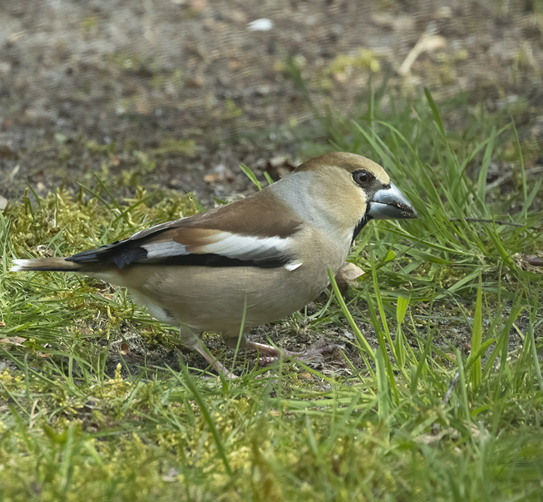 Appelvink280421C