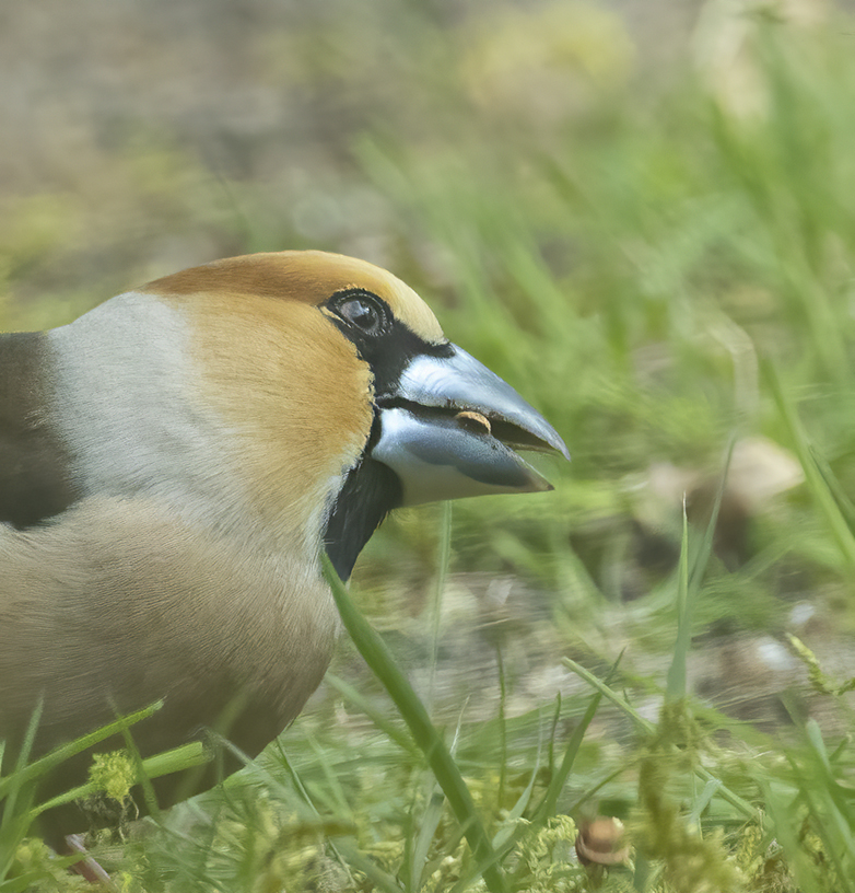 Appelvink280421H