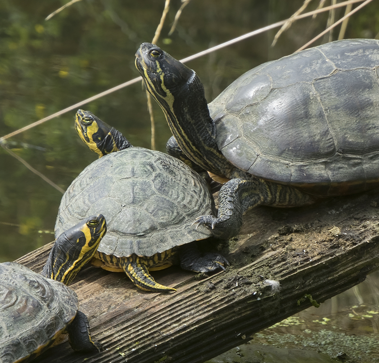 Geelwang_Geelbuikschildpadden220616