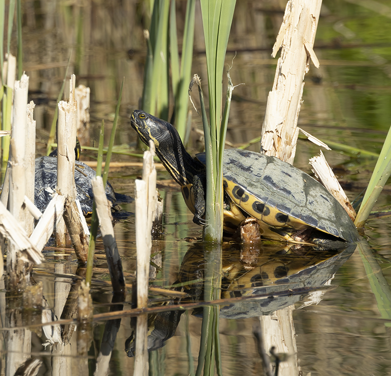 Geelwangschildpad200521