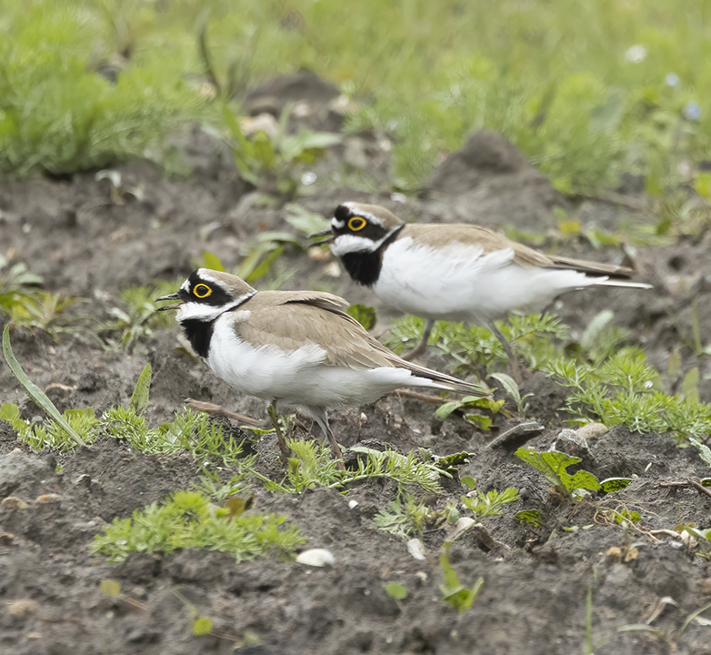 Kleineplevieren170521