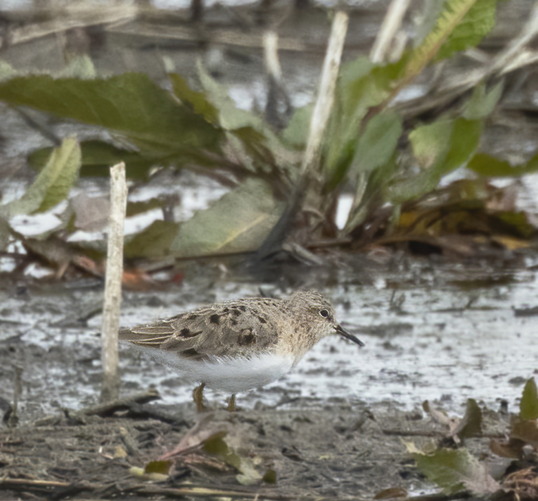 Temmincksstrandloper060521