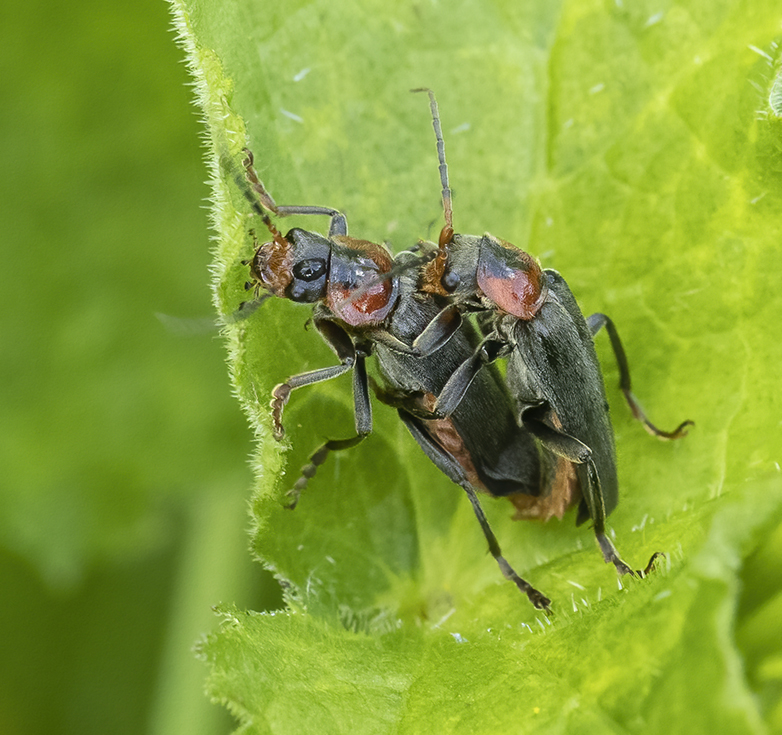 Zwartpootsoldaatje120521