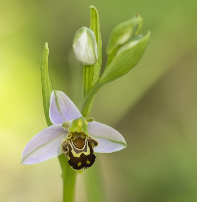 Bijenorchis140621