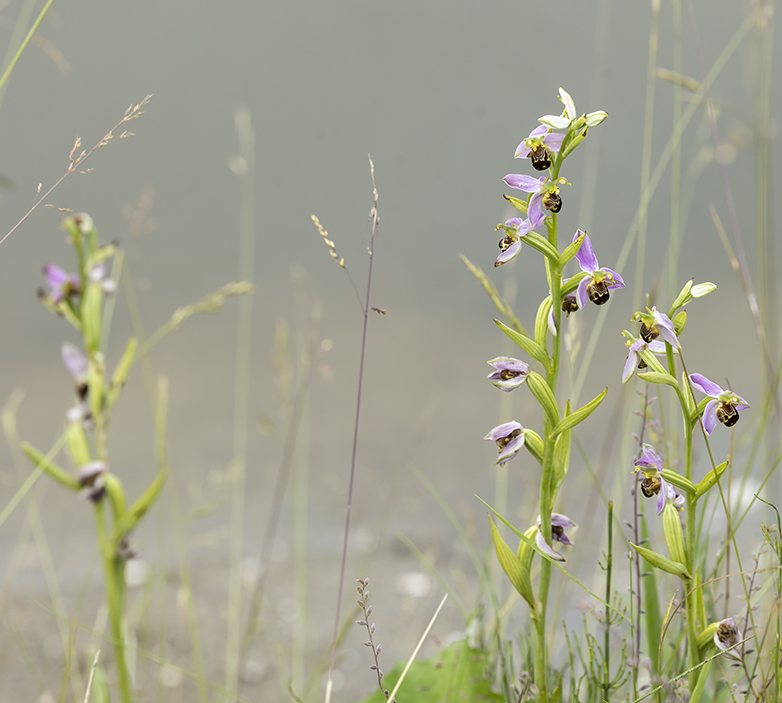 Bijenorchis200621