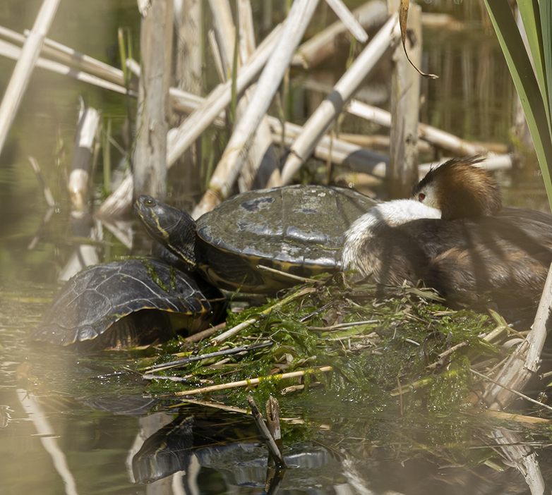 Fuut_Schildpadden310521