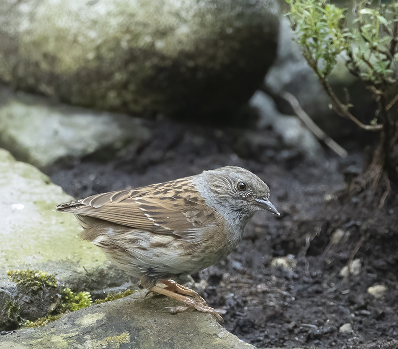 Heggenmus240621