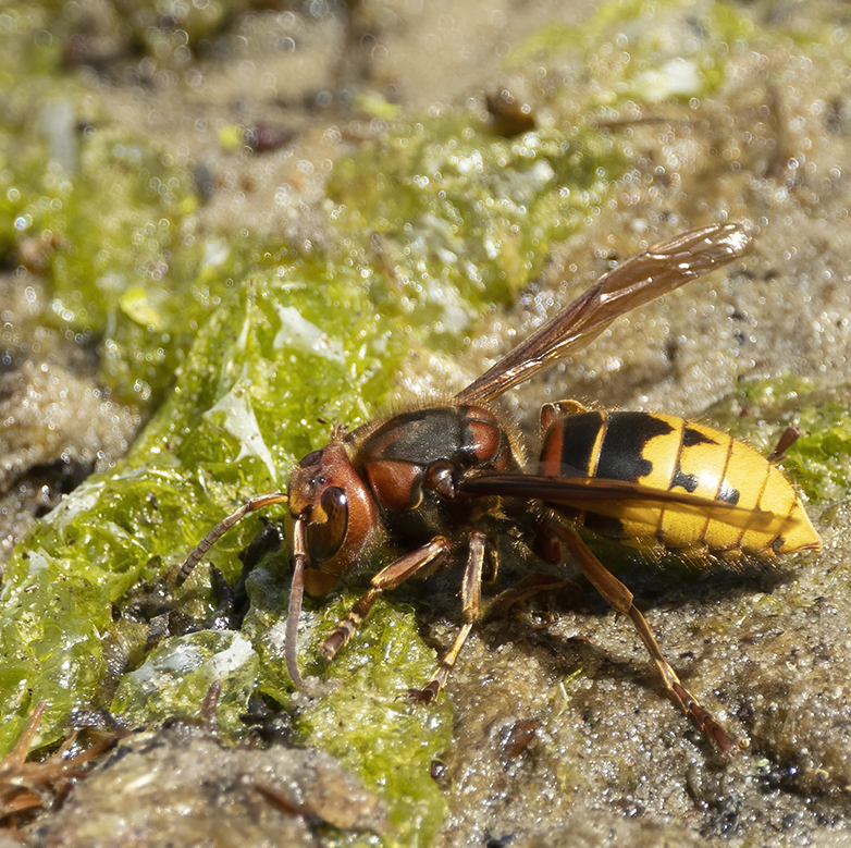 Hoornaar080621