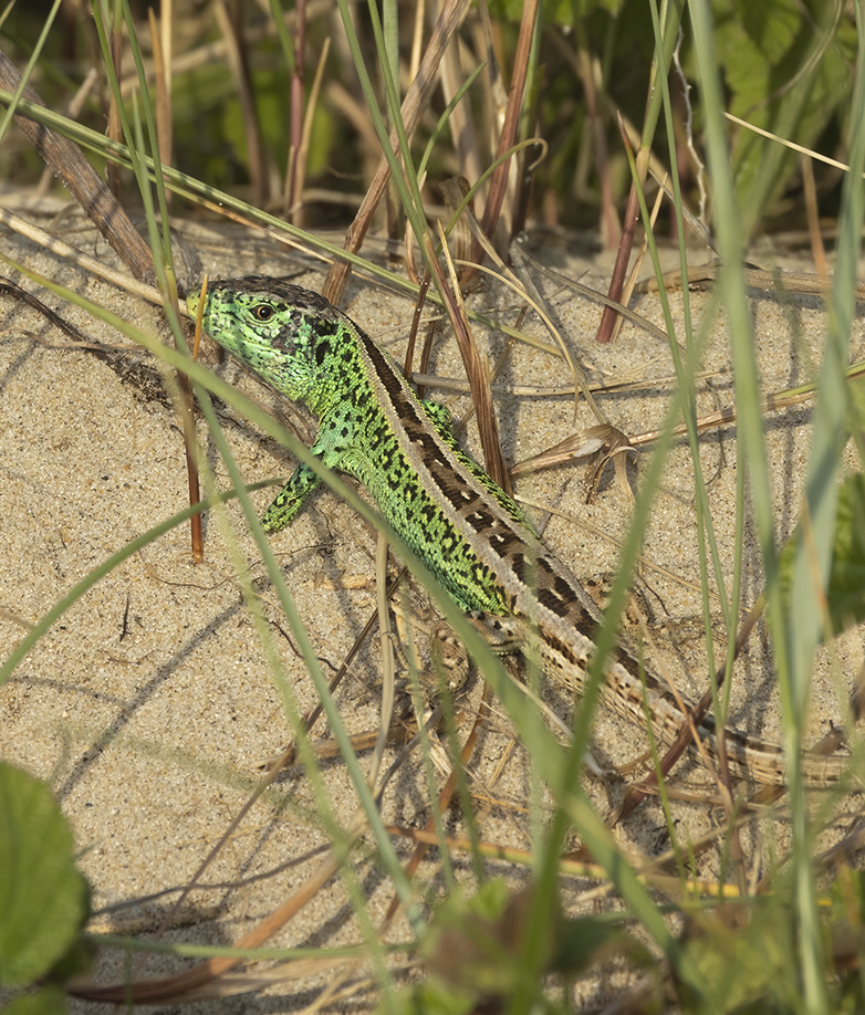 Zandhagedis090621