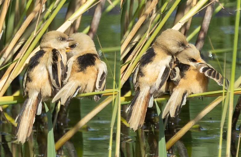 Baardmannetjes080721A_