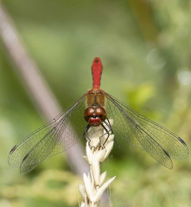 Bloedrodeheidelibel190721