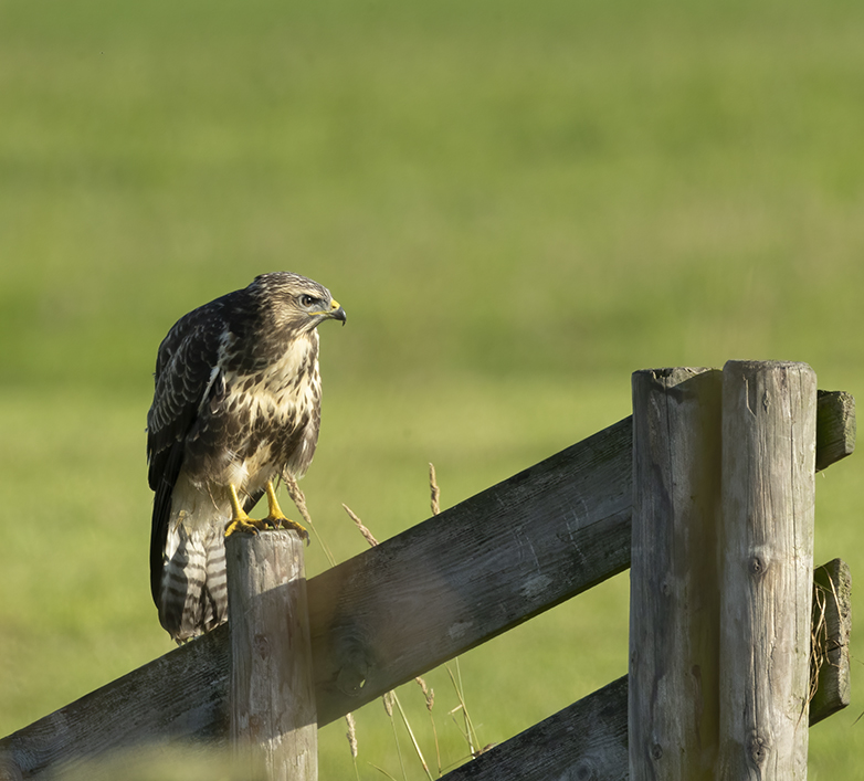 Buizerd180721