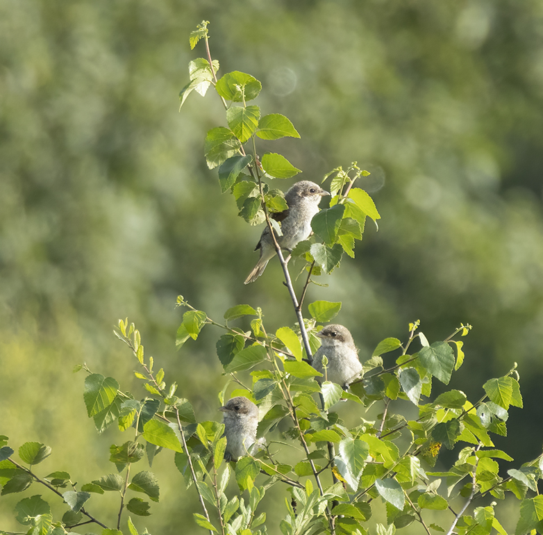 Grauweklauwieren260721