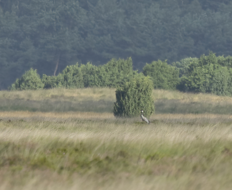 Kraanvogel290721