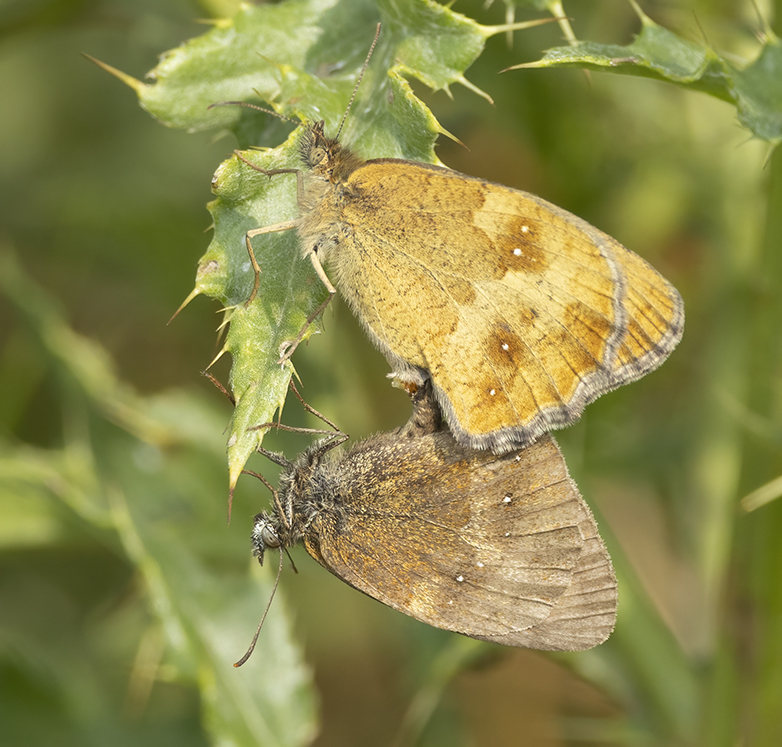 Oranjezandoogjes250721