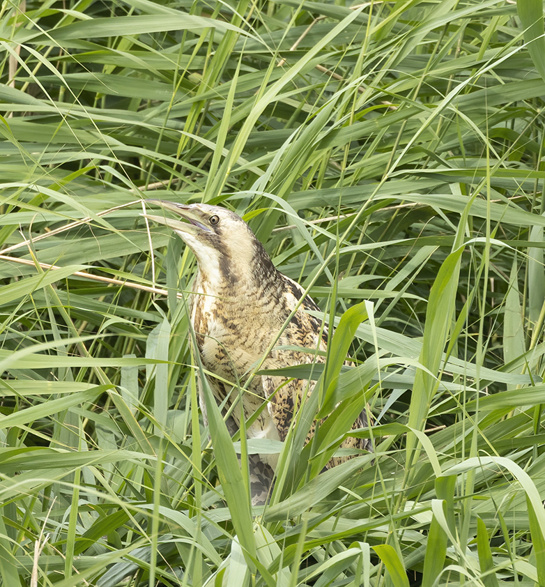 Roerdomp190721A