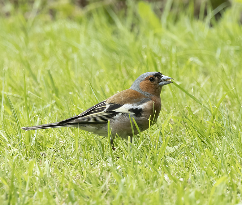 Vink270721