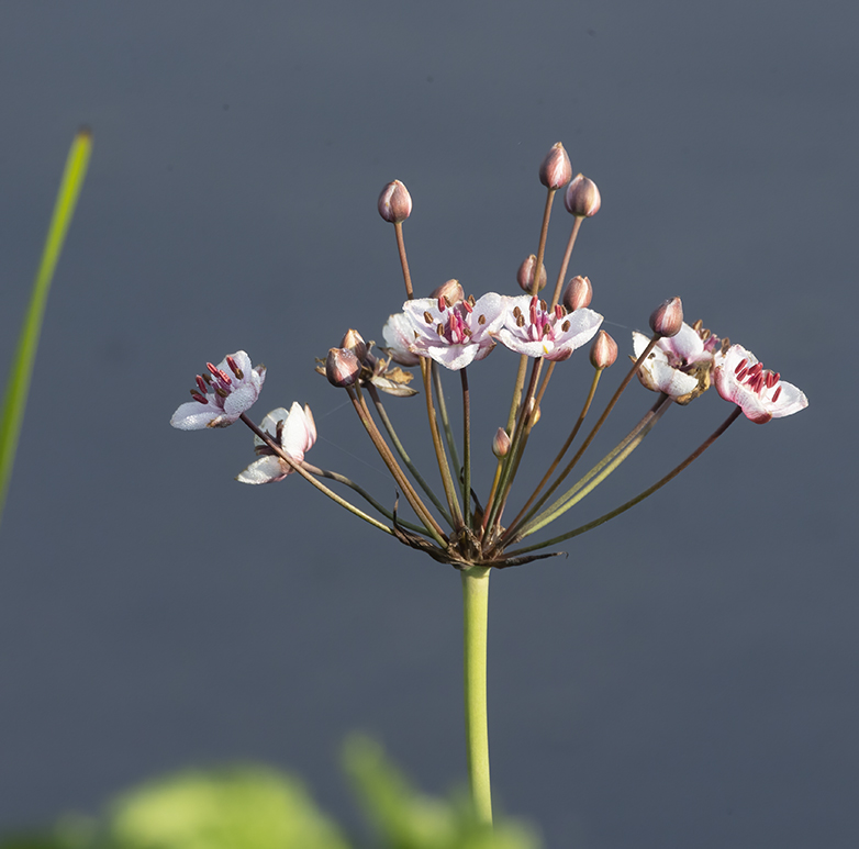 Zwanenbloem030721