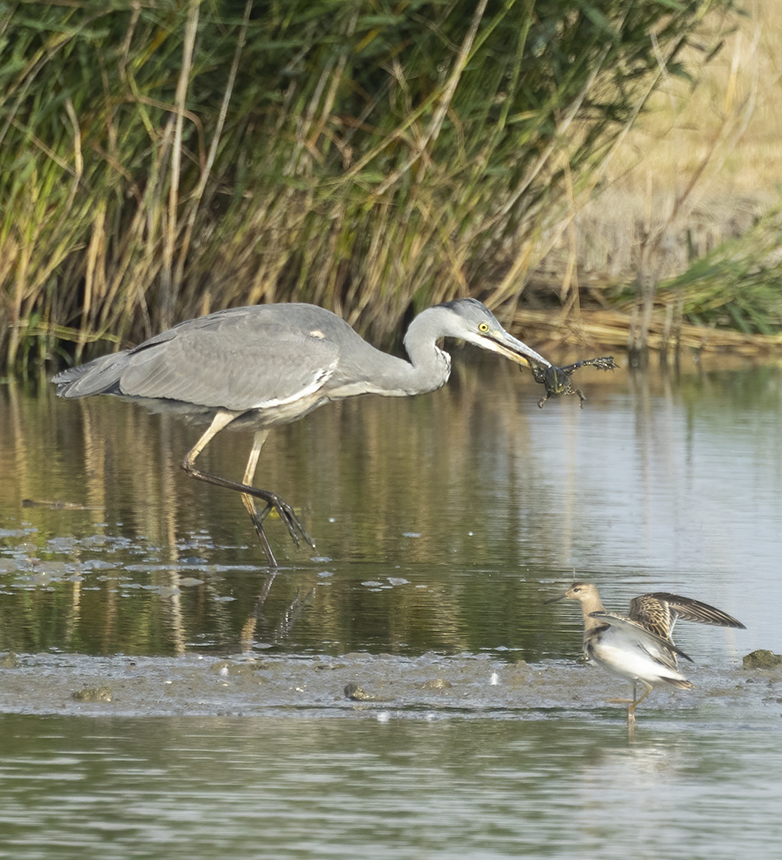 Blauwereiger200821