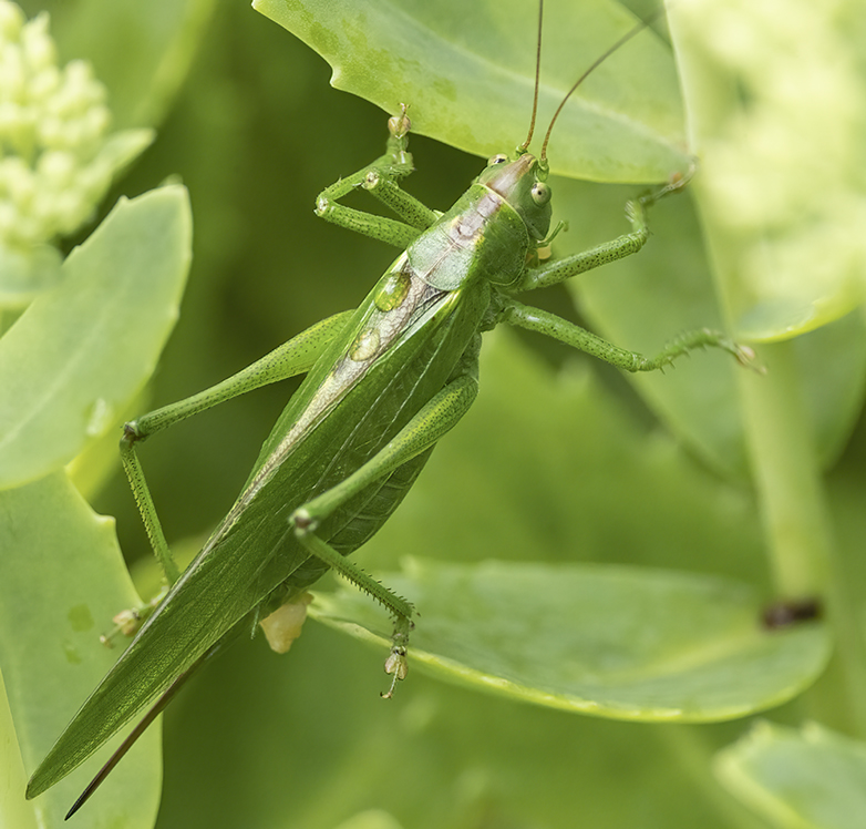 Grotegroenesabelsprinkhaan310721