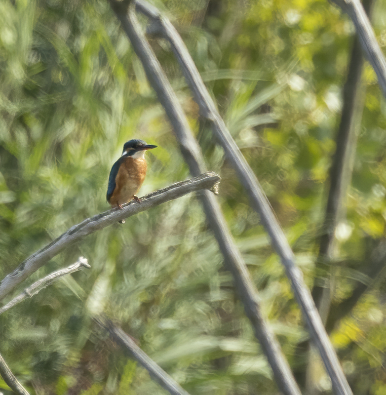 IJsvogel200821