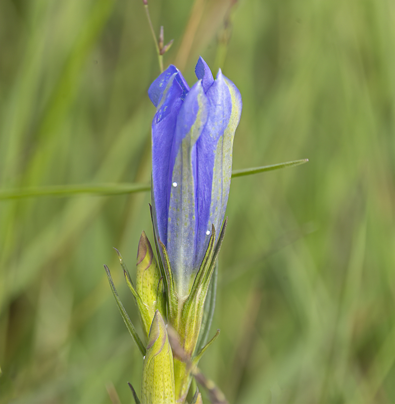 Klokjesgentiaan290721