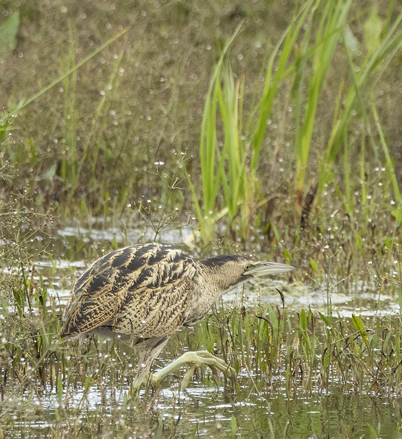 Roerdomp170821A