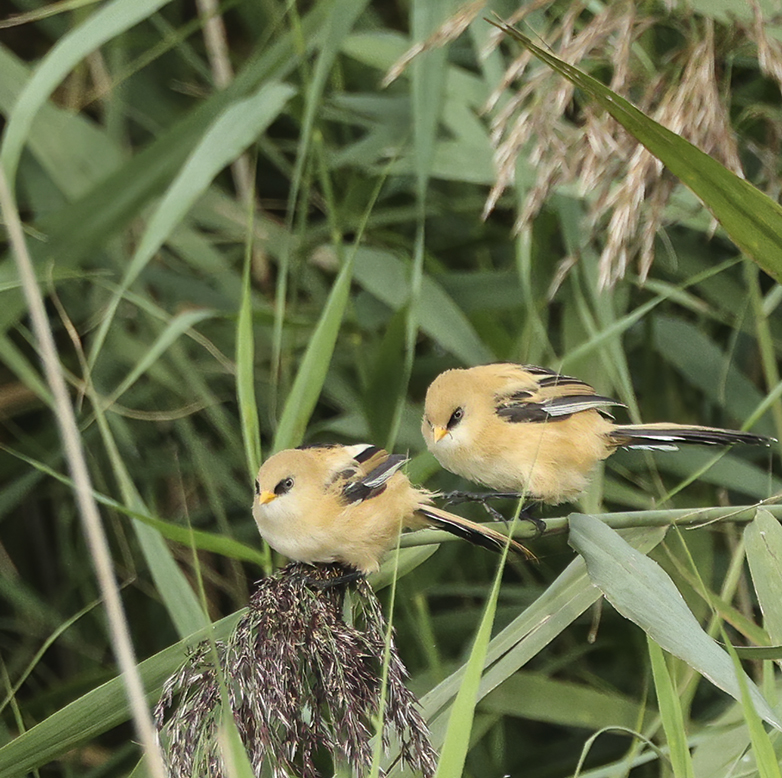 Baardmannetjes130921