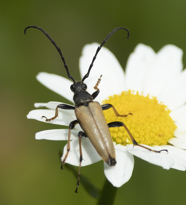 Gewonesmalboktor240721