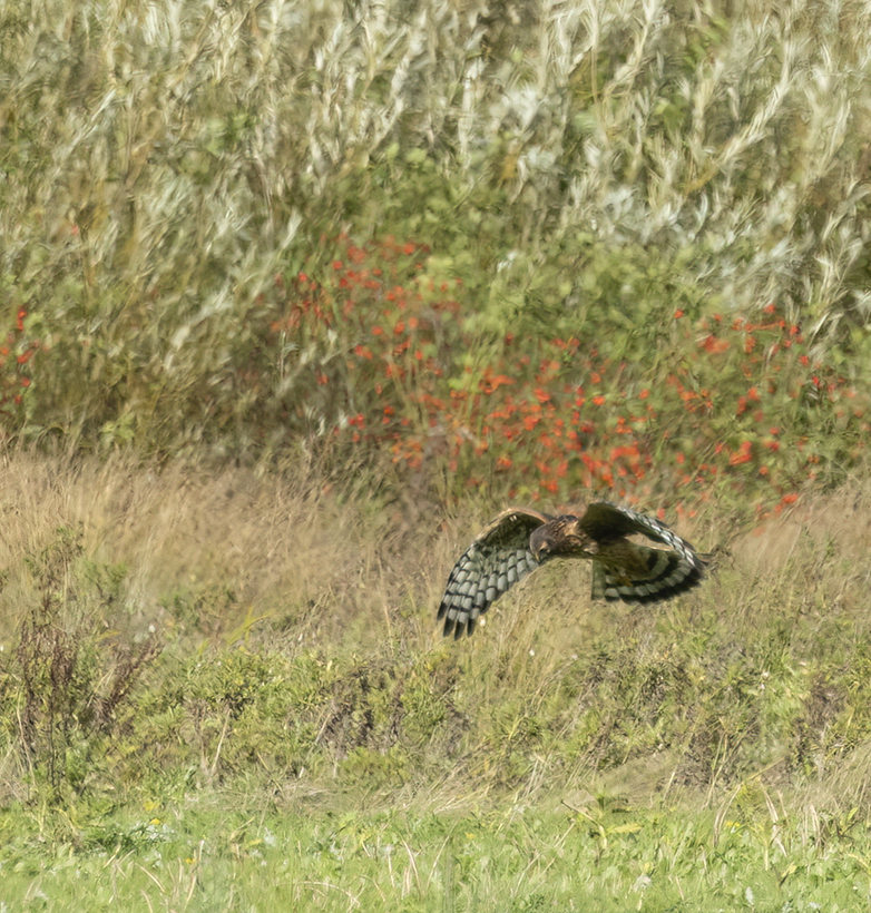 Blauwekiekendief041021A