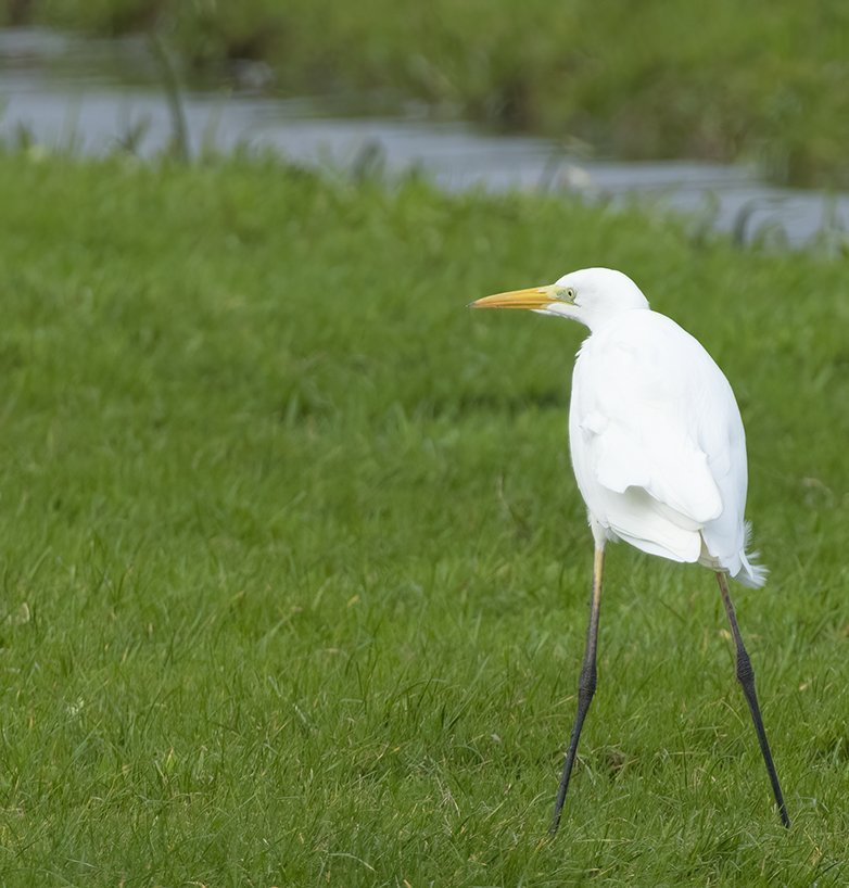 Grotezilverreiger211021