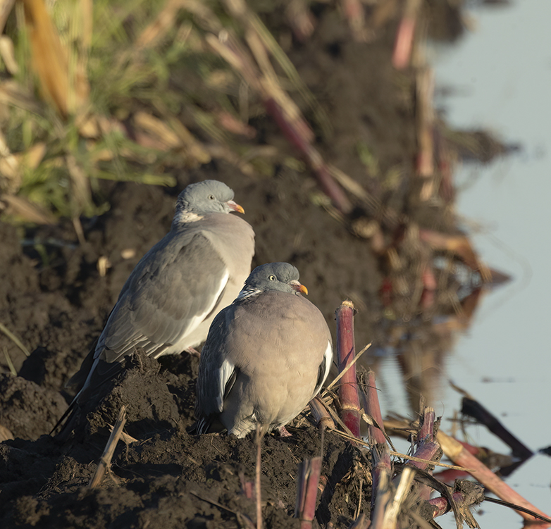 Houtduiven241021